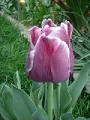 tulip_01.jpg