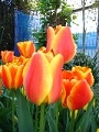 tulip_02.jpg