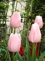 tulip_03.jpg