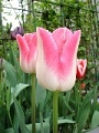 tulip_04.jpg