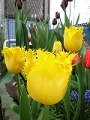 tulip_05.jpg