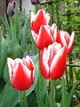 tulip_06.jpg