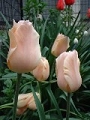 tulip_08.jpg
