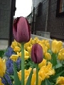 tulip_09.jpg