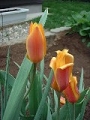 tulip_10.jpg