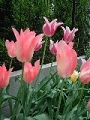 tulip_11.jpg