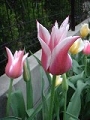 tulip_12.jpg