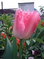 tulip_13.jpg