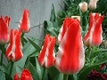 tulip_14.jpg