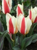 tulip_21.jpg