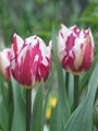 tulip_16.jpg