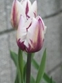 tulip_17.jpg
