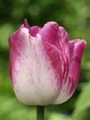 tulip_18.jpg