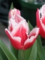 tulip_19.jpg