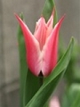 tulip_20.jpg