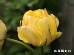 tulip_22.jpg